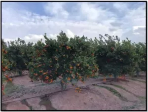FINCA EN ALHAMA DE MURCIA