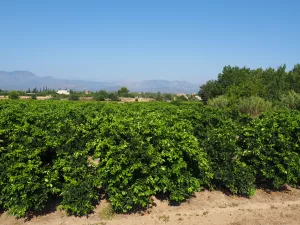 Finca de naranjos en producción