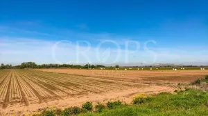Finca agrícola de regadío en Madrid