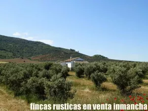 finca en venta 28 has. olivar regadío
