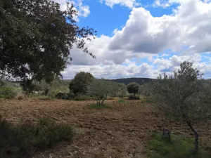 Olivar en San Felices de los Gallegos