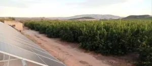 FINCA DE REGADÍO DE CÍTRICOS -FUENTE LIBRILLA