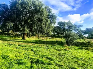 Dehesa en Cáceres