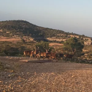 FINCA CINEGETICA Y DE RECREO EN VALENCIA