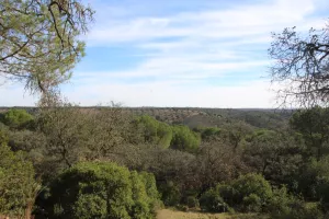 FINCA DE CAZA Y CORCHO EN HUELVA - 1447