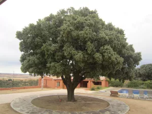 FINCA DE RECREO Y GANADERA EN GUADALAJARA