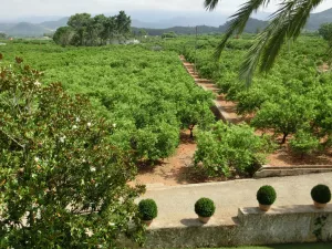 FINCA DE RECREO Y AGRICOLA EN VALENCIA - 1401
