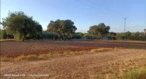 Finca 1.6 ha Nave 300m2 Campomanes Badajoz