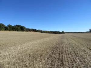 FINCA DE LABOR Y CAZA MENOR EN CIUDAD REAL