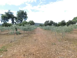 FINCA CON HOTEL DE LUJO EN MONFRAGUE - 1286