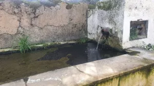 Finca 2 ha olivos centenarios Salvaleón Badaj