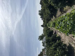 Finca de naranjos en Palma del Río