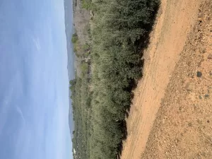 Finca con antigua torre