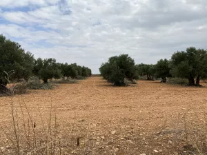 Finca DE 47 hectáreas, con 2 casas en Cuenca