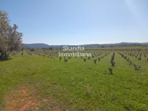 Finca Viñedo con Masia en Produccion
