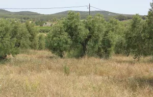 Finca con masia rural y viñedo en Barcelona.