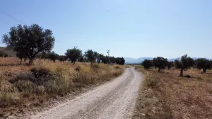 Terreno rústico en venta en Villena, Alicante