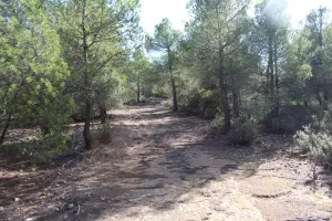 Finca de caza y recreo en Albacete Ref. 1523