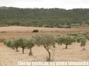 finca en venta 321 has viña olivar caza menor