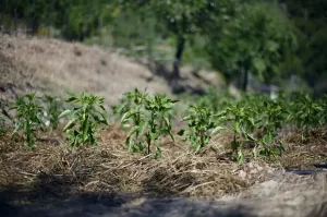 Finca y Establecimiento Turistico