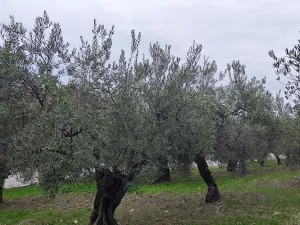FINCA REGADÍO ALOZAINA