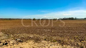 Finca agrícola de regadío en Madrid