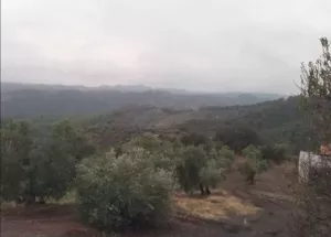 finca  pequeña de olivos