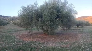 Finca rústica de 490 olivos aprox.
