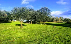 Dehesa en Cáceres