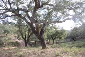 FINCA DE CAZA Y CORCHO EN HUELVA - 1447