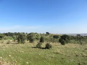 FINCA DE RECREO Y GANADERA EN GUADALAJARA