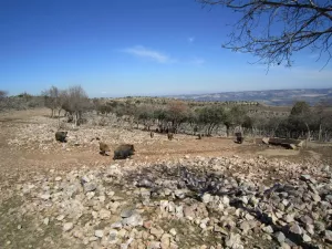 FINCA CINEGETICA EN CIUDAD REAL - 1416