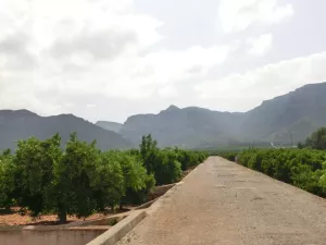 FINCA DE RECREO Y AGRICOLA EN VALENCIA - 1401