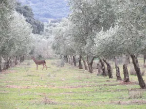 FINCA AGRICOLA Y GANADERA EN BADAJOZ - 1390