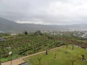 FINCA CON VIÑEDO EN ORENSE - 1362