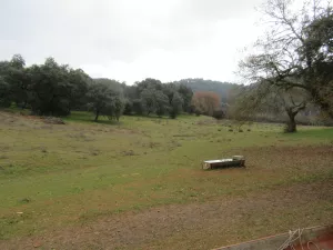 FINCA HIPICA Y DE RECREO EN SEVILLA - 1353