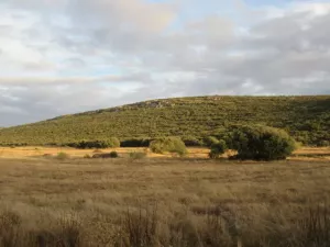 FINCA AGRICOLA, RECREO Y CAZA EN CIUDAD REAL