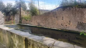 Finca 2 ha olivos centenarios Salvaleón Badaj