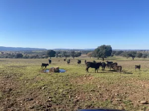 OPORTUNIDAD FINCA GANADERA DE 440has