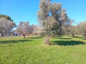 Finca Viñedo con Masia en Produccion