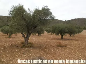 finca en venta 321 has viña olivar caza menor