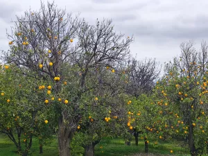 FINCA REGADÍO ALOZAINA