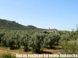 finca en venta 28 has. olivar regadío