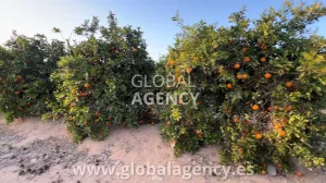 Mansión Lujo, Campo de Golf Privado, 500 ha,