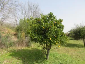 Finca Recre e La Vera Ref. 1505