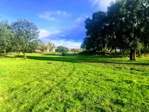 Dehesa en Cáceres