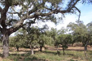 FINCA DE CAZA Y CORCHO EN HUELVA - 1447