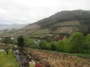 FINCA CON VIÑEDO EN ORENSE - 1362