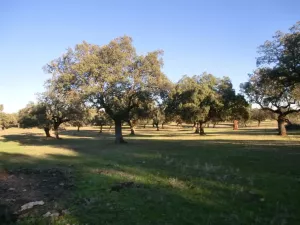 DEHESA GANADERA EN CACERES - 1324