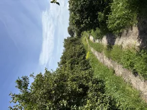 Finca de naranjos en Palma del Río